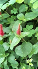 Acalypha pendula