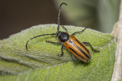 Neocrossidius trivittatus