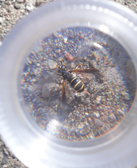 Temnostoma bombylans