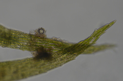 Sarmentypnum exannulatum