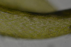 Sarmentypnum exannulatum