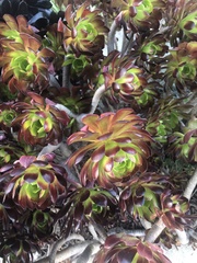 Aeonium