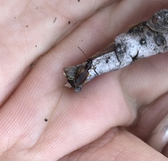 Oxypselaphus pusillus