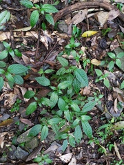 Mercurialis leiocarpa