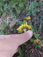 Taraxacum platycarpum