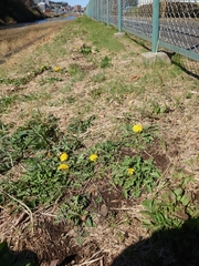 Taraxacum platycarpum