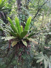 Aspleniaceae