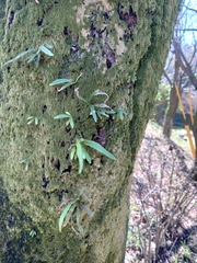 Lepisorus thunbergianus