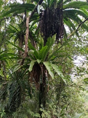 Aspleniaceae