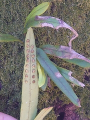 Lepisorus thunbergianus