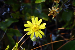 Brachyglottis bellidioides