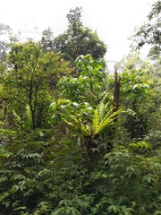Aspleniaceae