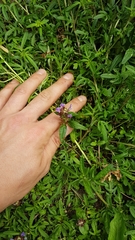 Prunella × intermedia