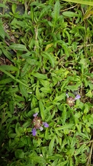 Prunella × intermedia