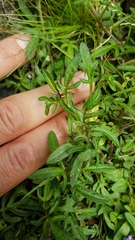 Prunella × intermedia