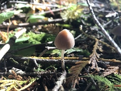 Psathyrella atrospora
