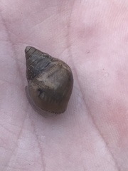 Bulimulus bonariensis