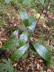 Osmanthus matsumuranus