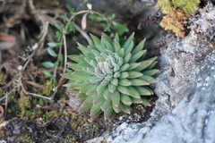 Villadia aristata
