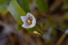 Gentianella patula