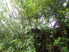 Maesa perlaria formosana