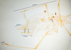 Hyperomyzus lactucae