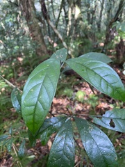 Osmanthus matsumuranus