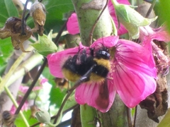 Bombus robustus