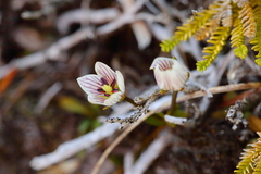 Gentianella patula
