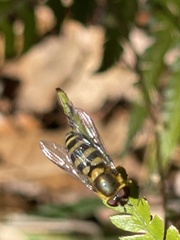 Syrphus ribesii