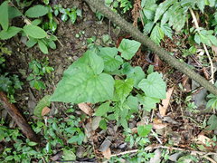 Notoseris melanantha