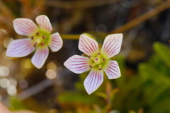 Gentianella patula