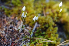 Gentianella patula