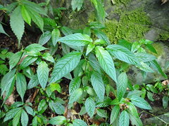 Mercurialis leiocarpa