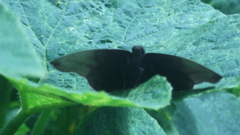 Achlyodini