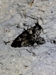 Melanchra adjuncta
