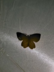 Antepione thisoaria