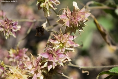 Montanoa leucantha