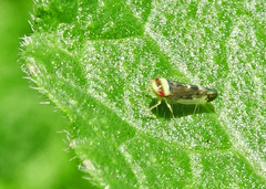 Colladonus montanus reductus