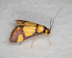 Deuterarcha xanthomela