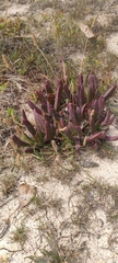 Carpobrotus modestus