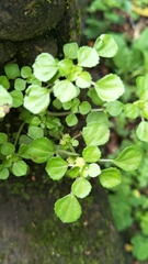 Pilea peploides major