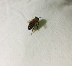 Apis mellifera