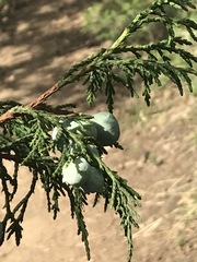 Juniperus flaccida
