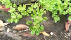Pilea peploides major