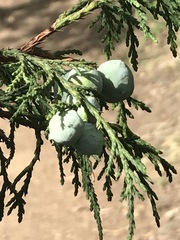 Juniperus flaccida