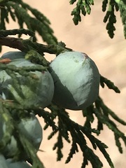 Juniperus flaccida