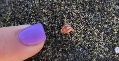 Nerita versicolor