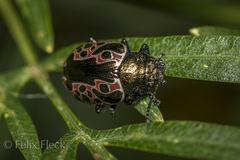Calligrapha diversa