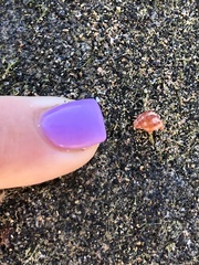 Nerita versicolor